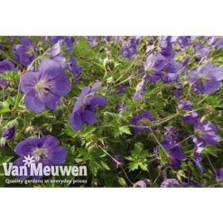 Geranium 'Brookside' -Flower Plants Shop GERA V65398 A