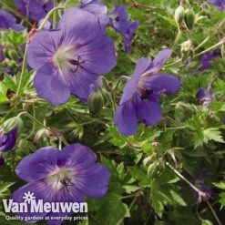 New Products -Flower Plants Shop GERA V65398 B