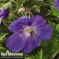 Geranium 'Brookside' -Flower Plants Shop GERA V65398 C