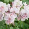 Geranium Cantabrigiense 'Biokovo' -Flower Plants Shop GERA V65400 A h