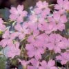 Geranium Oxonianum 'Claridge Druce' -Flower Plants Shop GERA V65410 A h
