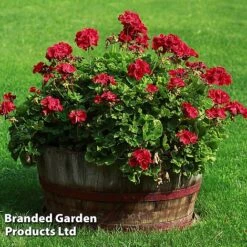 Giant Geranium Bumper Collection -Flower Plants Shop GERA GRANDVIOL L41307