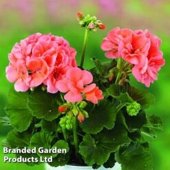 Giant Geranium Bumper Collection -Flower Plants Shop GERA GRCLSALMO S04734