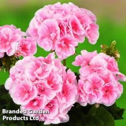 Giant Geranium Bumper Collection -Flower Plants Shop GERA GRCLSALMP S30743