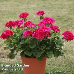 Giant Geranium Bumper Collection -Flower Plants Shop GERA POWERVIOL S14646