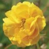 Geum 'Double Sunrise' -Flower Plants Shop GEUM V47659 A h