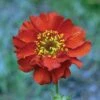 Geum 'Mrs J. Bradshaw' 1 Geum 'Mrs J. Bradshaw' -Flower Plants Shop GEUM V59004 A h