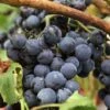 Grape 'Boskoop Glory' -Flower Plants Shop GRAP V59253 A h