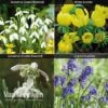 Spring Bulbs In The Green Collection -Flower Plants Shop GREE V59885P A