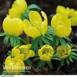 Spring Bulbs In The Green Collection -Flower Plants Shop GREE V59885P C