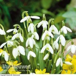 Spring Bulbs In The Green Collection -Flower Plants Shop GREE V59885P D