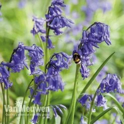 Spring Bulbs In The Green Collection -Flower Plants Shop GREE V59885P E