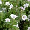 Gypsophila Cerastioides -Flower Plants Shop GYPS V59606 A h