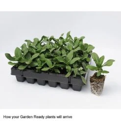 Wallflower 'Sugar Rush' Mix -Flower Plants Shop GardenReadyArrive2