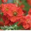 Geum 'Blazing Sunset' -Flower Plants Shop Geum Blazing Sunset