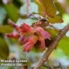Hazelnut 'Red Cracker' -Flower Plants Shop HAZE V15455 A