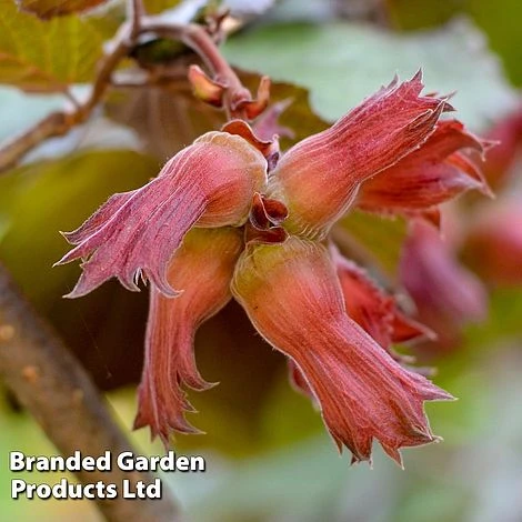 Hazelnut 'Red Cracker' 4 Hazelnut 'Red Cracker' - Image 2