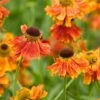 Helenium 'Moerheim Beauty' -Flower Plants Shop HELE V59134 A h