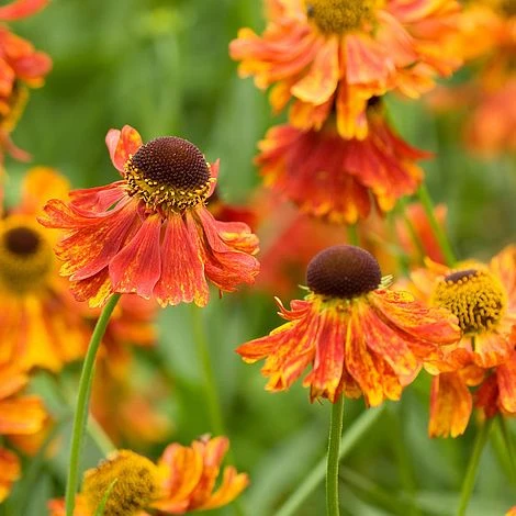 Helenium 'Moerheim Beauty' 3 Helenium 'Moerheim Beauty'