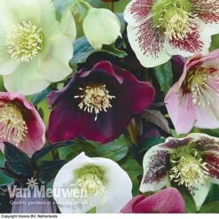 Hellebore X Hybridus 'Mixed' (Lenten Rose) -Flower Plants Shop HELL 61223 B1
