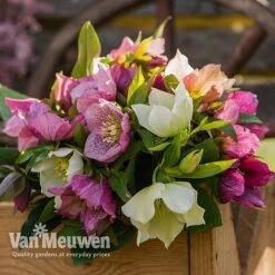 Hellebore X Hybridus 'Mixed' (Lenten Rose) -Flower Plants Shop HELL 61223 D