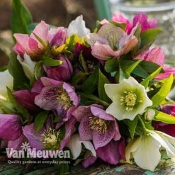 Hellebore X Hybridus 'Mixed' (Lenten Rose) -Flower Plants Shop HELL 61223 E