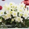 Hellebore 'Christmas Rose' -Flower Plants Shop HELL 68165 A