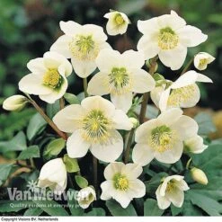Hellebore 'Christmas Rose' -Flower Plants Shop HELL 68165 B