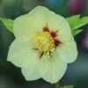 Hellebore 'Single Gold Red' -Flower Plants Shop HELL V59142 A h