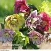 Hellebore 'Breeder's Mix' 2 Hellebore 'Breeder's Mix' -Flower Plants Shop HELL V78559 A1