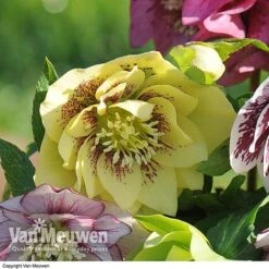 Hellebore 'Breeder's Mix' -Flower Plants Shop HELL V78559 C