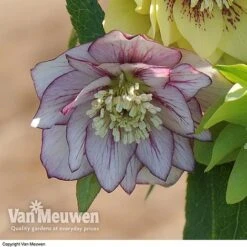 Hellebore 'Breeder's Mix' -Flower Plants Shop HELL V78559 D