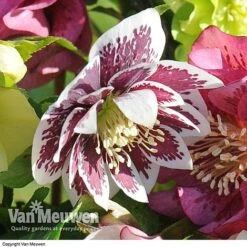 Hellebore 'Breeder's Mix' -Flower Plants Shop HELL V78559 E