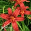 Daylily 'Crimson Pirate' 2 Daylily 'Crimson Pirate' -Flower Plants Shop HEME V59612 A