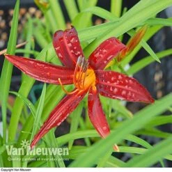 Daylily 'Crimson Pirate' -Flower Plants Shop HEME V59612 B