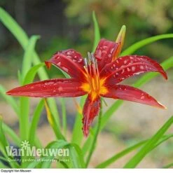 Daylily 'Crimson Pirate' -Flower Plants Shop HEME V59612 C