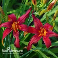 Daylily 'Crimson Pirate' -Flower Plants Shop HEME V59612 D