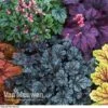 Heuchera 'Mosaic' -Flower Plants Shop HEUC V58448 D