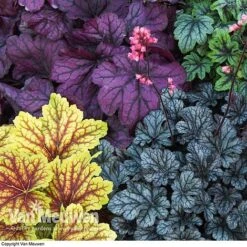 Heuchera 'Mosaic' -Flower Plants Shop HEUC V58448 F