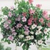 Hibiscus 'Tricolour' (Standard) -Flower Plants Shop HIBI 64510VB A h