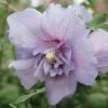 Hibiscus 'Sugared Almond' -Flower Plants Shop HIBI V12369 A h
