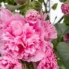 Hollyhock Rosea 'Pleniflora' -Flower Plants Shop HOLL V59528 A h