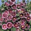 Hollyhock 'Crème De Cassis' -Flower Plants Shop HOLL V65472 A h