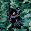Hollyhock 'Nigra' -Flower Plants Shop HOLL V65474 A h