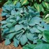 Hosta 'Fragrant Blue' -Flower Plants Shop HOST V63461 A h