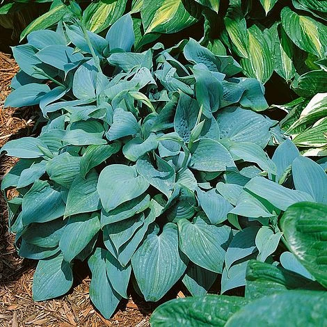 Hosta 'Fragrant Blue' 3 Hosta 'Fragrant Blue'