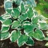Hosta 'Minuteman' 2 Hosta 'Minuteman' -Flower Plants Shop HOST V63464 A h