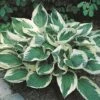 Hosta 'Wide Brim' -Flower Plants Shop HOST V63469 A h