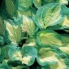 Hosta 'Great Expectations' -Flower Plants Shop HOST V63470 A h