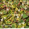 Houttuynia Cordata 'Chameleon' 2 Houttuynia Cordata 'Chameleon' -Flower Plants Shop HOUT V59309 A